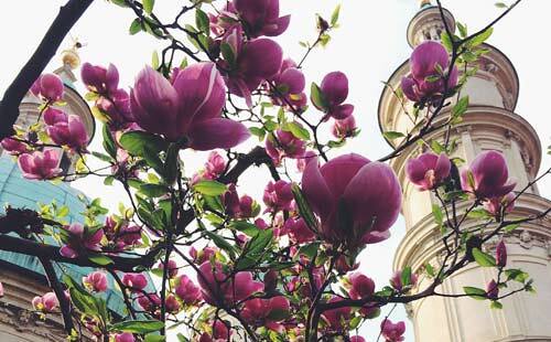 Magnolien beim Dom / KMZ